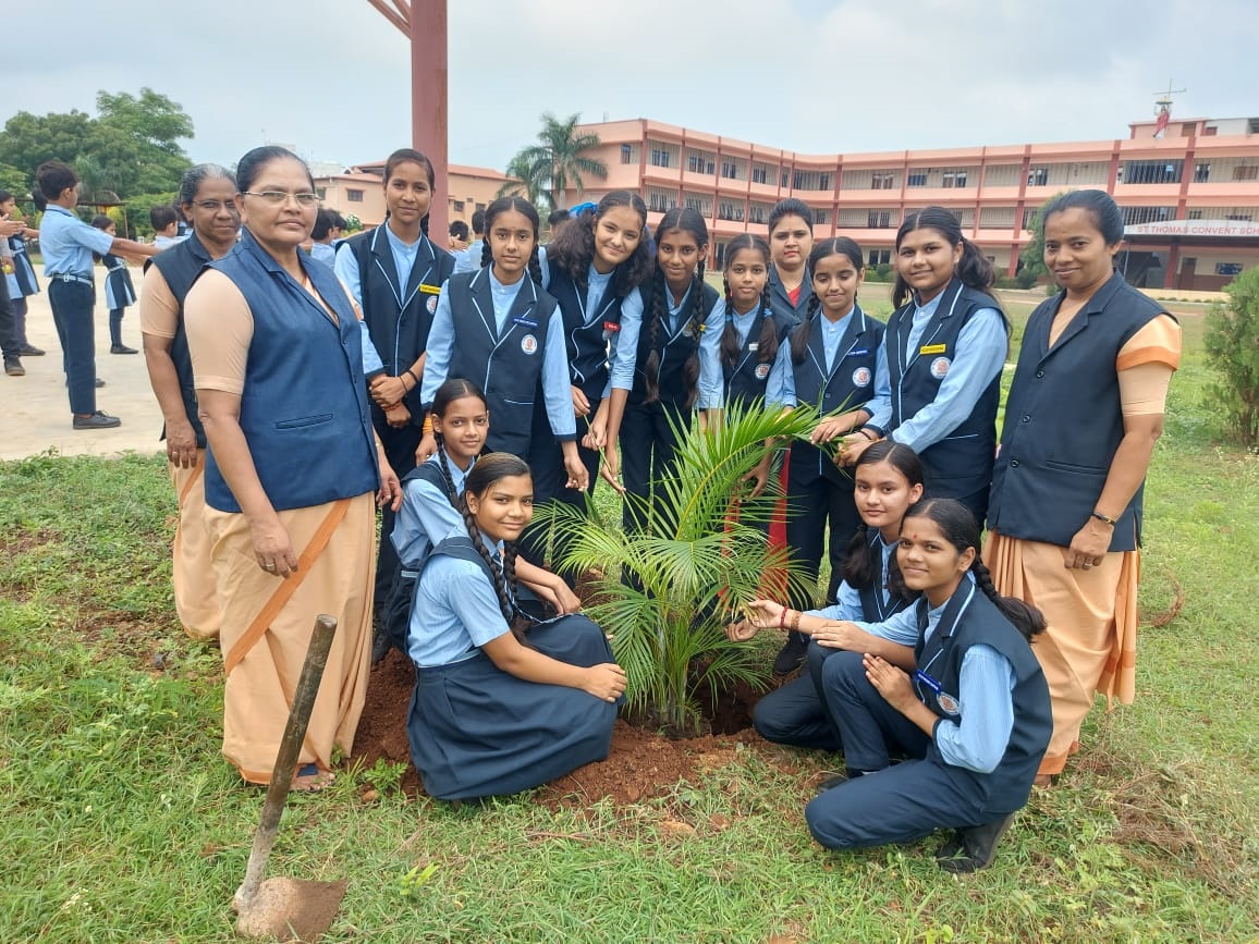 Tree Plantation